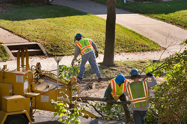 Large Tree Removal in Lookout Mountain, GA